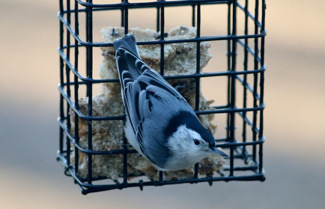 High Energy Suet Cakes